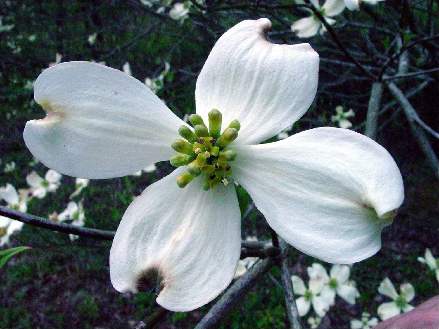 Taxonomic Key For Indian Mound Park Flowers With Four Large Petals Bracts Flowering Dogwood